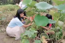 1年前抓来的野泥鳅放在荷花缸里养，今天把水放干，处处充满惊喜视频封面