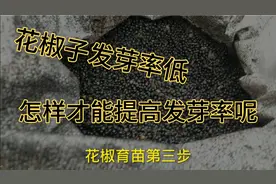 农村小伙为了不买到假苗子，今天就自己动手育花椒苗，出苗率高。视频封面