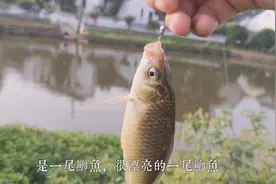 端午节野钓小鲫鱼，鱼浮头不沉底，传统钓也没辙了