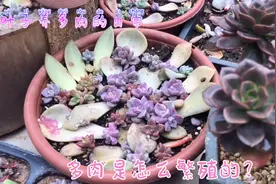 多肉是怎么繁殖的？叶子总结了三个方法，一片叶子就能长成一颗！
