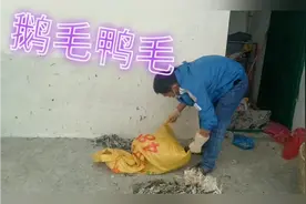 乡村老绍收鹅鸭毛，看看他是怎么操作的，大家见过这样的场面吗？视频封面