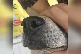 这蚂蝗进狗鼻子了，要怎样才能拿出来啊？