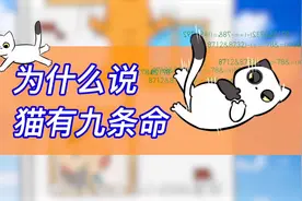 为什么猫咪从高楼摔下一点事儿没有？它真的有九条命？
