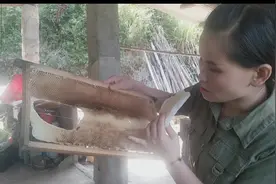 晓英家蜜蜂飞走两次，两次都飞回来什么原因朋友帮忙分析视频封面