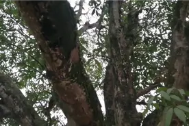 云南景谷的象牙芒果始祖树，100年前从泰国清迈移来，看多古老视频封面
