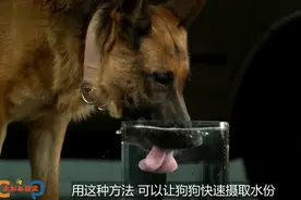 动物趣事，摄影师用高速摄像机拍摄记录狗狗用舌头喝水慢放过程。