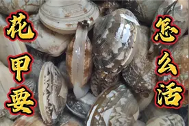 刚买回来的花甲怎么样才不会死？ 水质才是关键！