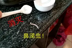 厨房再现很多鼻涕虫，看看用盐对付它们会有什么反应