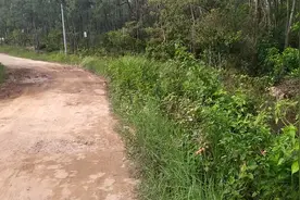 湛江大山稔子熟了，满山都是没见人采摘，现在的小孩子都不吃吗