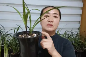 兰花盆内出现小黑飞，怎样安全有效的消灭小黑飞的成虫与虫卵。视频封面