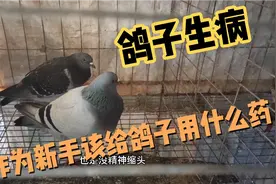 鸽子吐拉稀缩头没精神，该如何用药用什么药呢？