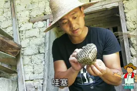 农村小伙发现马蜂窝，用一招轻松搞定，你也可以做到视频封面
