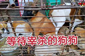 为什么现在的人都喜欢吃野味和狗肉，湖南省郴州市农贸市场实拍