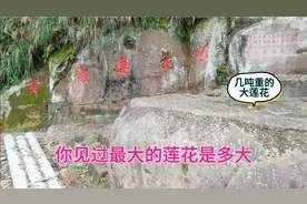 你见过最大的莲花是多大？这里有几吨重的大莲花。