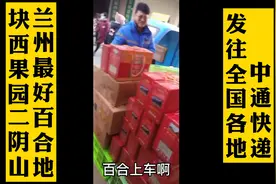 兰州最好的百合产自西果园二阴山，农家自种农家肥自然农法无农残