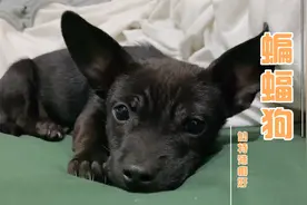 当狗狗爬上女主人的床，直往被窝里钻，这小脑袋大耳朵，真像蝙蝠视频封面