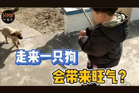 早晨家里走来一只狗，是不是寓意2021年要旺？儿子剥瓜子是为它？