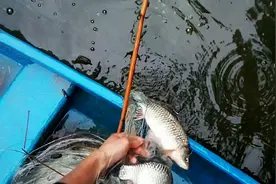 粘网放网技巧，四指粘网能捕十七八斤鲤鱼,也能捕半斤鲫鱼视频封面