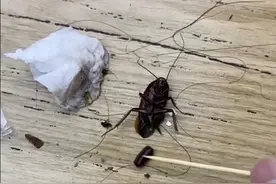 惊！蟑螂原来是从这里出生的视频封面