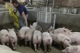 小猪幼苗教槽料保育料饲喂是关健，做到后期育肥不腹泻分享给大家视频封面