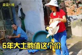 农村大妈一只大白鹅养了6年，闺女想吃鹅肉都舍不得，看卖多少钱视频封面