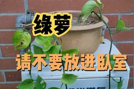 绿萝虽能净化空气，但不能放到卧室里，它会与人争夺氧气影响睡眠视频封面
