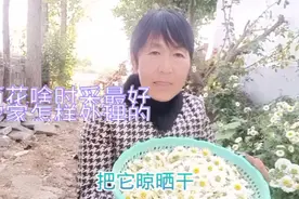 采什么样的菊花为最好 ?和处理一下，快速晒干的小窍门视频封面