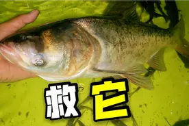 鲢鳙脾气暴躁，不易养活，三鱼首创救鱼方法，能让它活过超两天！视频封面