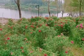 北京密云潮白河，密云水库出来的两条大河在此地汇聚始称潮白河视频封面
