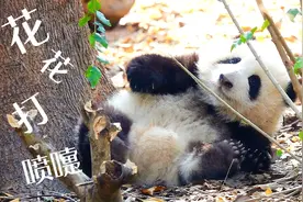 小仙女打喷嚏也很可爱哒~大熊猫和花