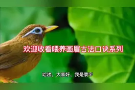 古法喂养画眉口诀，帮助您更好的了解画眉视频封面