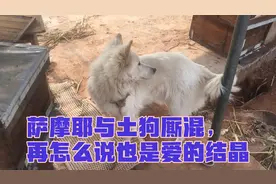 隔壁邻居的萨摩耶和我家的土狗发生了一夜情，生下了这么个玩意儿