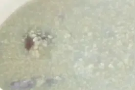 小米+紫薯煮出来的粥为何变“绿”，看看专家怎么说的