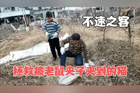 看桃子姐夫如何拯救被老鼠夹子夹到的小猫咪。视频封面
