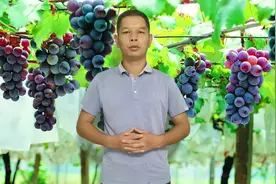 葡萄地里都会有的一个现象，葡萄采收后叶片缺镁！千万要重视！