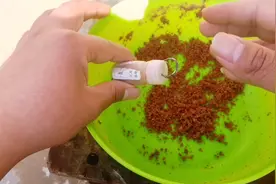 玩串钩，把铅坠换成它，相信你的渔获会多很多！视频封面