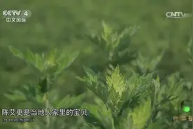 看似普通的艾叶竟是历史最悠久的药材之一，它到底有什么作用呢？