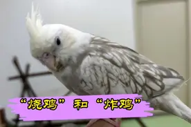 手养玄凤鹦鹉都四个月了，却断不了奶，把主人愁坏了！