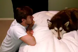 主人故意对着雪橇犬挑逗吹气，狗子最后竟然...网友都笑翻了视频封面