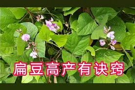 扁豆高产有技巧，只需动动手，不花一分钱，扁豆一茬一茬吃不完视频封面