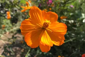 最新情歌！流苏一首《迟来的雨雾》情意绵绵、柔情似水，好听至极