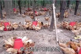 四个月的鸡开始下蛋了，初生蛋，拇指大小，得给鸡改善伙食了