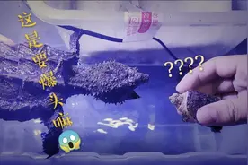 乌龟指甲断了还能长出来嘛，进来听听小伙说的对不对