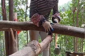 桂皮旧年900元，今年桂皮会不会因为疫情价格下降，农民的辛苦钱视频封面