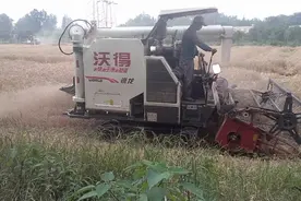 河南的收割机奔赴千里到四川收小麦，一百块一亩，这速度太快了视频封面