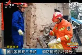 陕西商洛：居民家惊现三条蛇 消防捕捉后将其放生视频封面