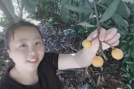 上海小区随处可见的水果树，挂满了诱人的果实，妈妈带弟弟摘点视频封面