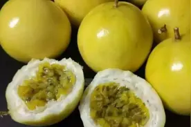 广西巴马：黄金百香果比紫色百香果果汁多，甜度高，口感更好一些
