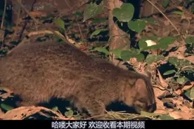 日本特有的猫科动物：体型如家猫般大小，却处于食物链顶端！视频封面