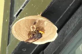 知道马蜂是建造大师，那马蜂巢是怎么建成的呢？跟着镜头感受一下视频封面